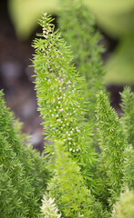 Asperge also Asperge Steken (in german Zier-Spargel) Asparagus densiflorus