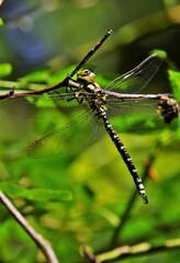 Large king dragonfly in a climbing rose      