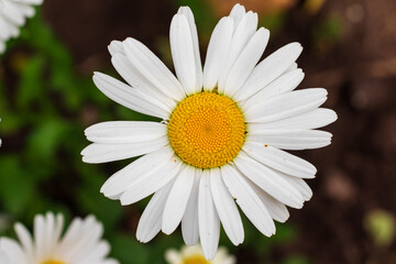Obraz premium Single chamomile flower in a meadow, top view
