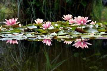 Seerosenteich im Botanischen Garten in Freiburg