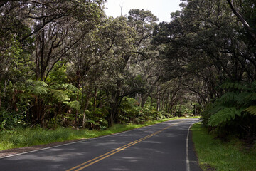 Road in a tropical rainforest in Hawaii Volcanoes National Park in the morning. Tropical tree tunnel.