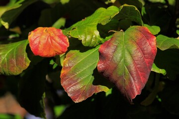 red and green leaves closeup in Kansas.
