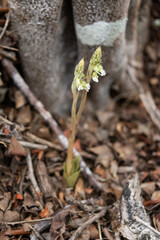 orquidea terrestre