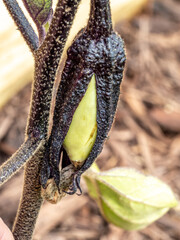 Macro close up of   eggplant forming while still green.