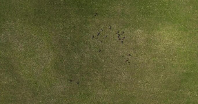 Canada Geese Flock (Branta canadensis) Large Black Wild Goose Species Walk in a Meadow