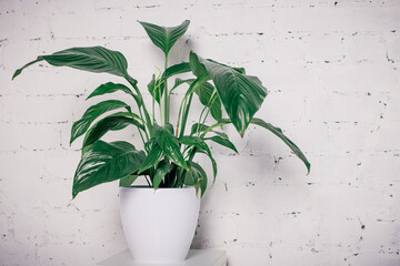 an indoor green flower in a white pot stands on the bedside table against a white brick wall
