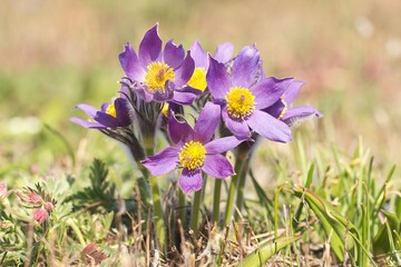 purple crocus flowers in spring
