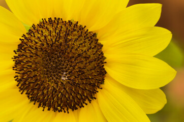 Obraz premium sunflower
