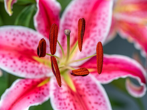 Extreme close up of pink Asiatic lily showing pollen particles in detail.