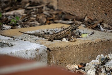 lizard on a stone