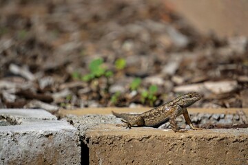 lizard on a stone