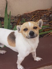 Perrito chihuahua juzgador