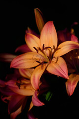 Close-up of a blooming orange lily against a dark background in the vertical format