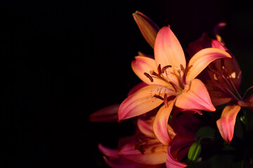 Close-up of a blooming orange lily against a dark background in the horizontal format