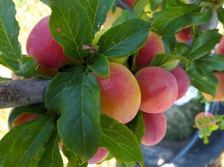 red plum fruit of plums on a tree branch