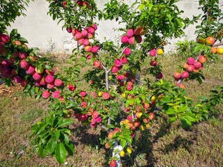 Fototapeta na wymiar red plum fruit of plums on a tree branch