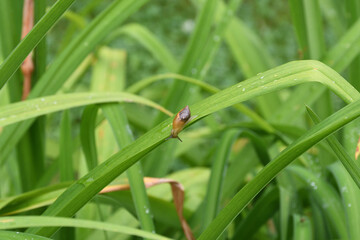 snail on a green leaf