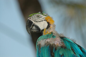 Arara ferida oriunda do tráfico de animais silvestres 