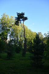 Obraz premium trees and sky