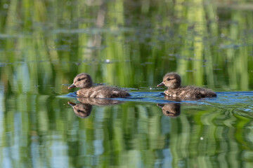 American Wigeon Chicks Swimming in Alaska