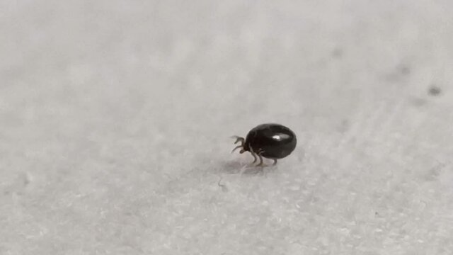crawling tick