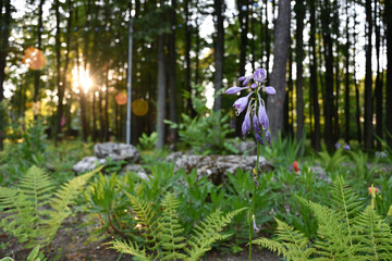 flowers in the forest