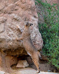 Bobcat Inspecting a Territorial Cliffside