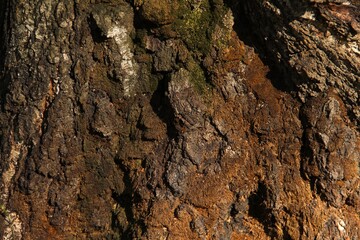 Tree bark overgrown with green moss texture full frame in nature