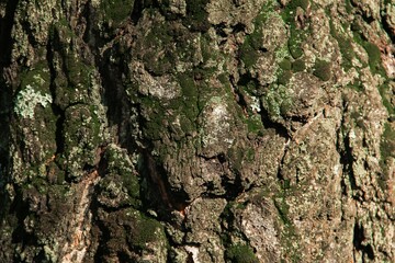 Tree bark overgrown with green moss texture full frame in nature