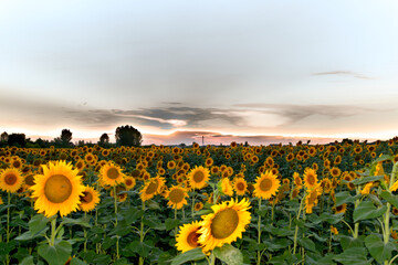 Obraz premium sunflower field at sunset