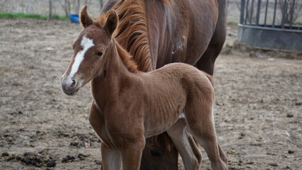 Obraz premium horse and foal
