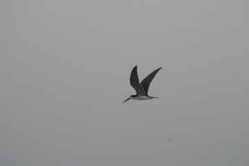 Talha-Mar da Amazônia (Rynchops niger) ou Black Skimmer