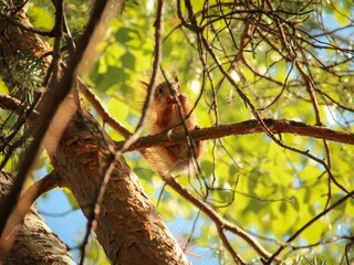 Rodent. A beautiful red squirrel sits on a pine tree in the park and eats nuts and crackers.