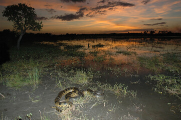 Sucuri da Amazônia