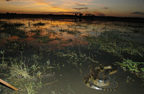 Sucuri da Amaz&ocirc;nia