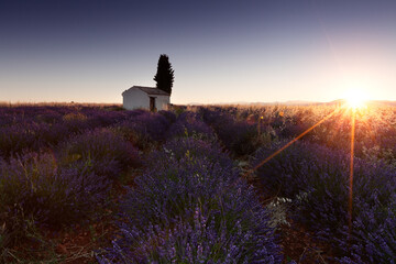 Stunning landscape with lavender field at sunrise. Blooming violet fragrant lavender flowers with...