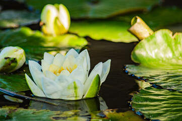 Fototapete bei efototapeten.de bestellen   