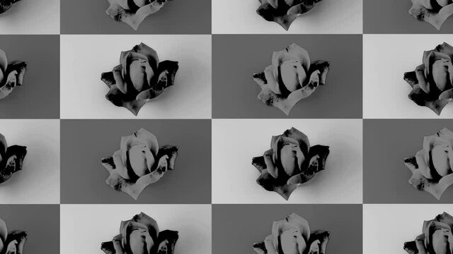 Flower pop art design minimal animation rose on black and white, repeating loop 4k