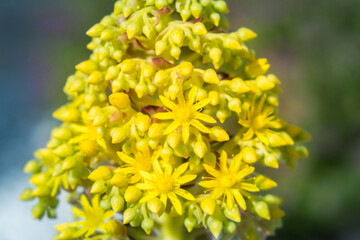 Spring yellow flowers is blooming. Green background.