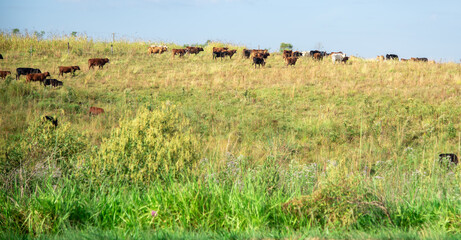 Herd of cattle on a large breeding farm in Brazil