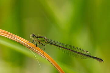 Damselfly
