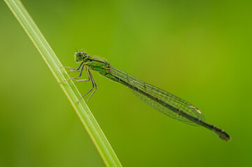 Damselfly