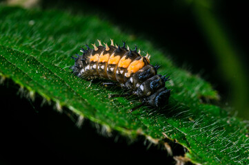 Larva of a ladybug