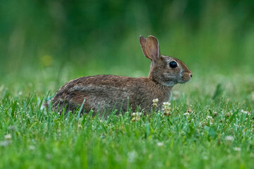 Naklejka na ściany i meble Cute brown rabbit in the grass