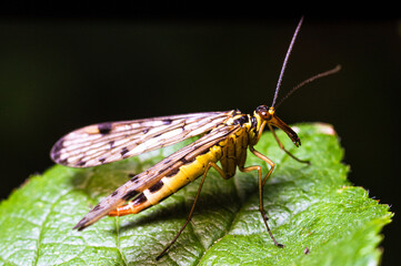 common scorpionfly