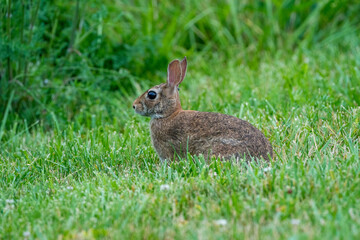 Cute brown rabbit in the grass