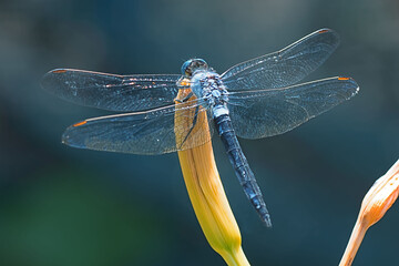 large dragonfly sits on the bud of a flower against the backdrop of the garden greens