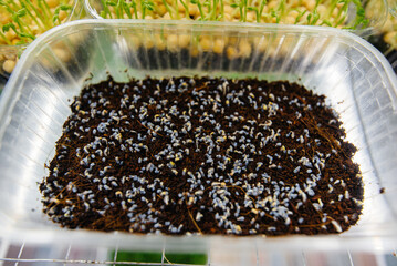 Juicy and young sprouts of micro greens in the greenhouse. Growing seeds. Healthy eating