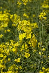 Field of yellow rapeseed in the English countryside