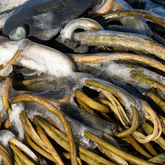 Washed ashore kelp frozen by sea spray - 362685105